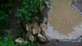 Edoji_Erosion Flood_Pics1 002
